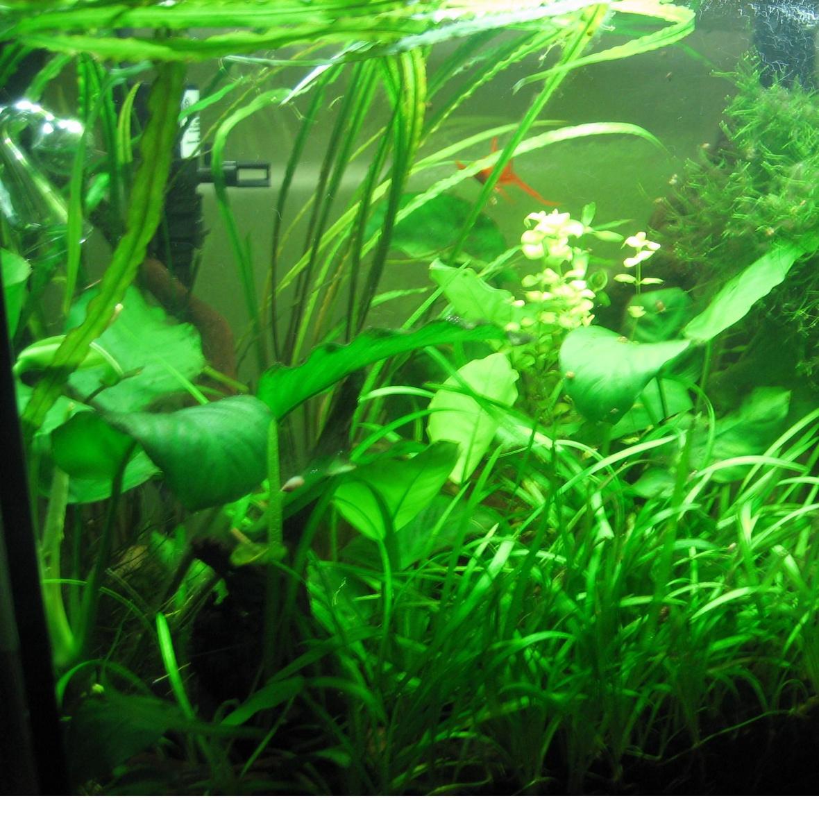20 gallons planted tank (mostly live plants and fish) - This is my third planted tank. The tank is a 20 gallon tall. I am using a Coralife 65 watt 6700k light. I have a Fluval 301 canister filter. I am supplying pressurized C02 via a setup sold by GreenLeafAquariums, and diffusing it through an AGA ceramic and glass diffuser. Occupants are some plattys, a lyretail, and a few otocinclus catfish. Previous fish I have kept are a trio of Kribensis dwarf Cichlids, and chain loaches.