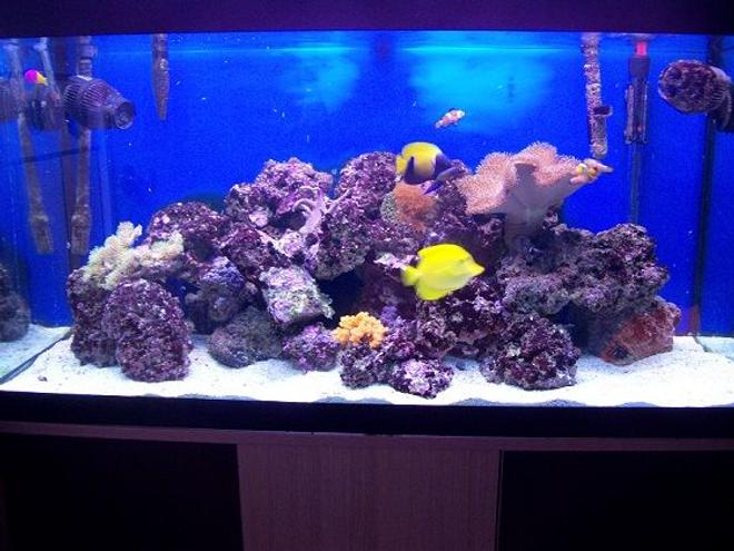 44 gallons reef tank (mostly live coral and fish) - My Tank!