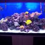 44 gallons reef tank (mostly live coral and fish) - My Tank!