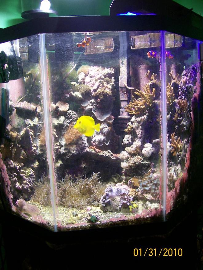55 gallons reef tank (mostly live coral and fish) - my 55 gallon reef tank
