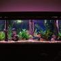 350 gallons freshwater fish tank (mostly fish and non-living decorations) - 350 gal