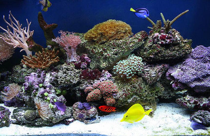 Rated #23: 125 Gallons Reef Tank - yello tang, hippo tang, flame angel having some fun playing around the rocks.