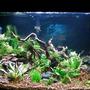 29 gallons planted tank (mostly live plants and fish) - 29 gallon