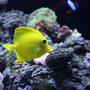 saltwater fish - zebrasoma flavescens - yellow tang - hawaii stocking in 65 gallons tank - YELLOW HAWAIIAN TANG "SUNNY"