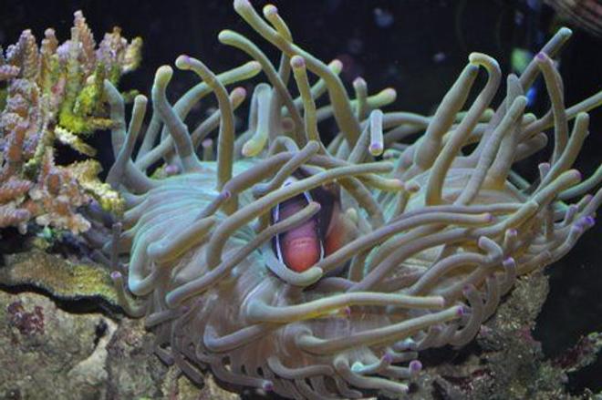 saltwater fish - amphiprion frenatus - tomato clownfish stocking in 110 gallons tank - 1yr.4mnts. tomatoclown with host anemone,bubbletip.