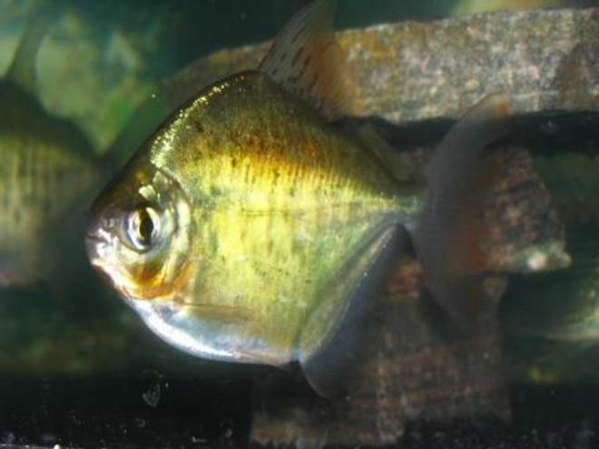 freshwater fish - metynnis argenteus - silver dollar stocking in 55 gallons tank - Silver Dollar.  Shows great color based on mood.  Vibrant red and dark black spots.