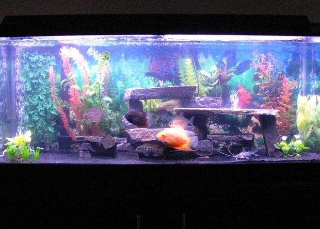 55 gallons freshwater fish tank (mostly fish and non-living decorations) - 55 Gallon Freshwater Tank