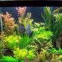 fish tank picture - full view