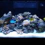 65 gallons reef tank (mostly live coral and fish) - LOULOU'S REEF TANK 1