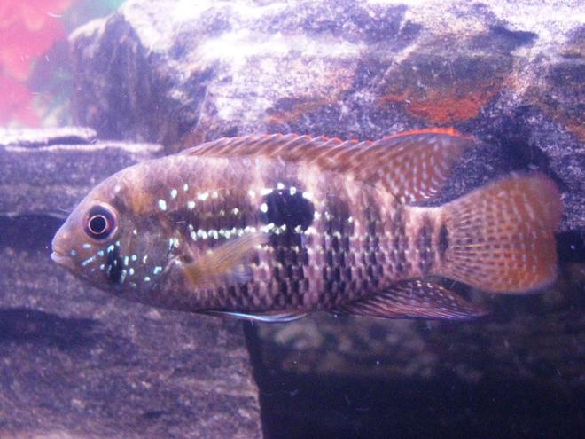 freshwater fish - aequidens pulcher - blue acara stocking in 55 gallons tank - 3" Blue Acara.  Rescued him from a LFS kissing gourami tank.  It was weird seeing him hiding from the gouramis of same size.  Was very timid for a couple months, but is finally starting to get some confidence in himself.