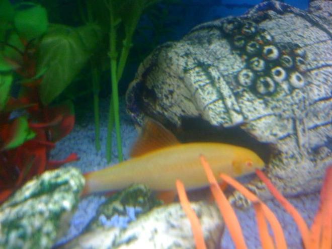 freshwater fish - epalzeorhynchos frenatus - albino rainbow shark stocking in 22 gallons tank - Here is a picture of my Lovely Albino Red finned Shark! Currently in a 24" x 12" x 18" Freshwater tank that I have owned for just over a year now. Standard Daylight lighting on a timer which switches over to moonlight LED blue lights at the night time. Standard Fluval filtration pump and air bubbles.

Currently home to:
1 Albino Red Finned Shark
2 Albino Bristlenose Plecs
1 Ghost Shrimp
3 Glassfish
1 Dwarf Puffer
1 Zebra Danio
4 Black Neon Tetras
1 Head and Taillight
1 Bolivian ram
