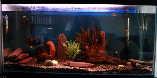 33 gallons freshwater fish tank (mostly fish and non-living decorations) - Rob's 125 litre tank