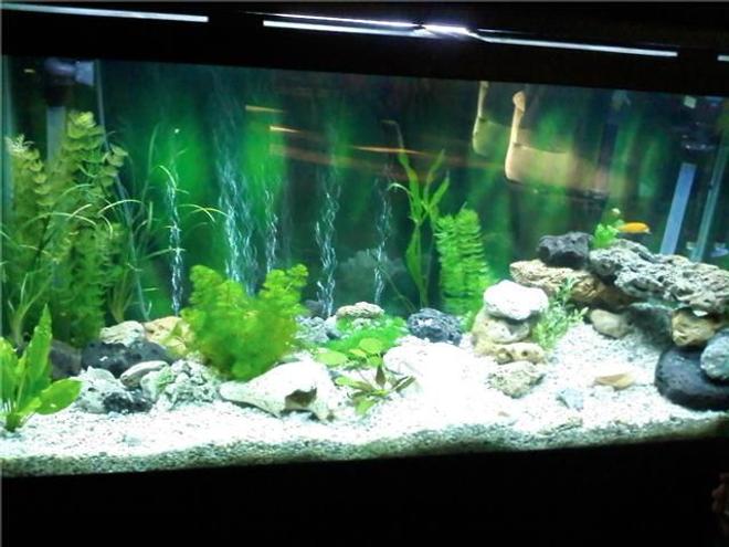 100 gallons freshwater fish tank (mostly fish and non-living decorations) - 100 gallon