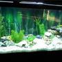 100 gallons freshwater fish tank (mostly fish and non-living decorations) - 100 gallon