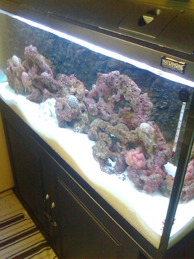 55 gallons reef tank (mostly live coral and fish) - new setup reef life rock with some brain coral from arabian gulf sea in saudi arabia