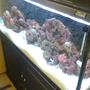 55 gallons reef tank (mostly live coral and fish) - new setup reef life rock with some brain coral from arabian gulf sea in saudi arabia