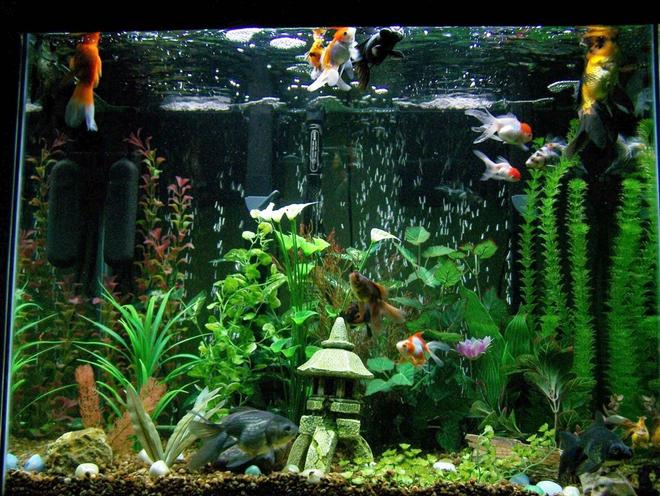56 gallons freshwater fish tank (mostly fish and non-living decorations) - I love my goldfish tank, they are funny little characters!  They beg for food all the time.