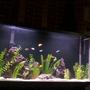 60 gallons freshwater fish tank (mostly fish and non-living decorations) - aquamania
