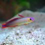 saltwater fish - nemateleotris decora - firefish, purple stocking in 29 gallons tank - My purple fire fish.