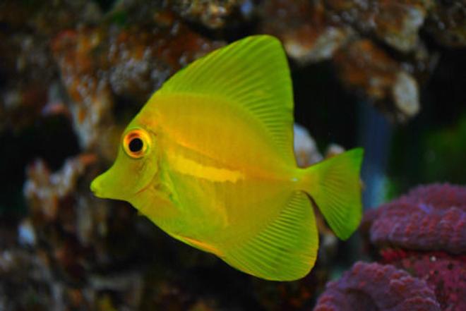 saltwater fish - zebrasoma flavescens - yellow tang - hawaii stocking in 29 gallons tank - My yellow Tang