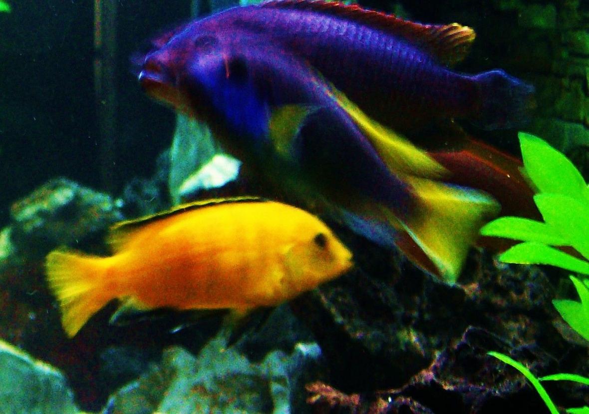 freshwater fish - labidochromis caeruleus - electric yellow cichlid stocking in 125 gallons tank - Electric Yellow and Acei