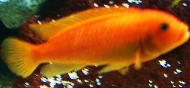 freshwater fish - pseudotropheus estherae - red zebra cichlid stocking in 125 gallons tank - Sunkist my Red Zebra Cichlid