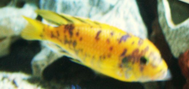 freshwater fish - aulonocara nyassae var. - peacock cichlid, orange blossom stocking in 125 gallons tank - OB Zebra