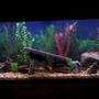 fish tank picture - 55g new set up