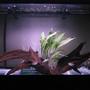50 gallons planted tank (mostly live plants and fish) - My 50G