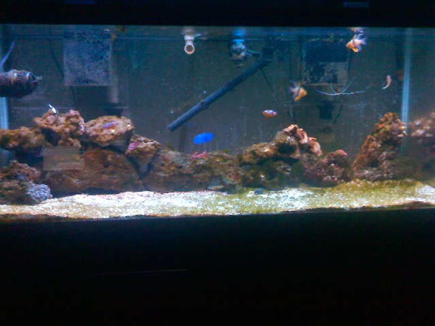 Rated #24: 75 Gallons Saltwater Fish Tank - The Making