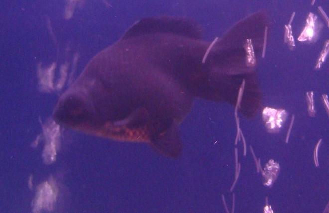 freshwater fish - carassius auratus - black moor goldfish stocking in 34 gallons tank - Black Moor Goldfish