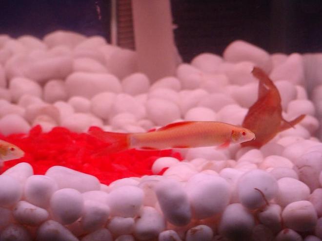 freshwater fish - epalzeorhynchos frenatus - albino rainbow shark stocking in 34 gallons tank - Albino shark