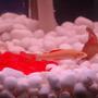 freshwater fish - epalzeorhynchos frenatus - albino rainbow shark stocking in 34 gallons tank - Albino shark
