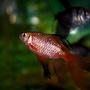 freshwater fish - puntius conchonius - rosy barb stocking in 55 gallons tank - Longfinned Rosy Barb