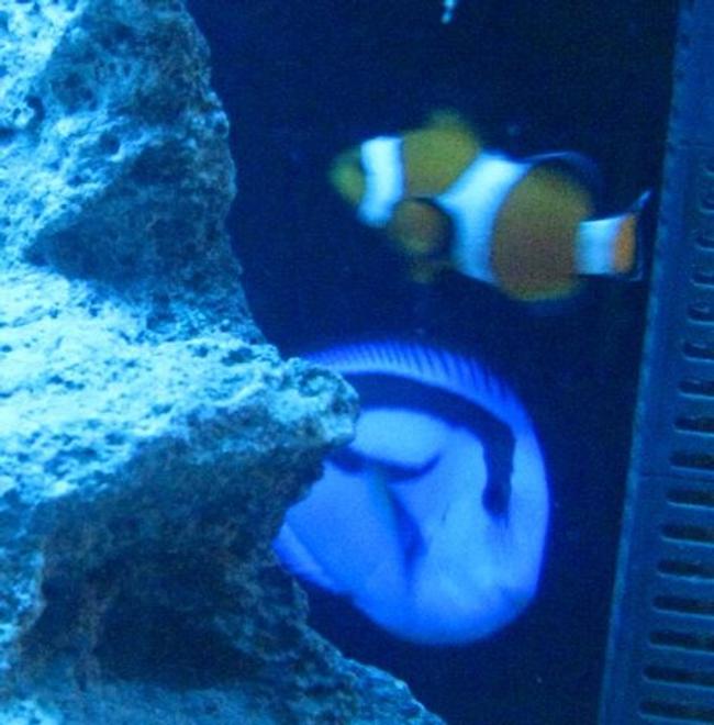 saltwater fish - paracanthurus hepatus - blue tang stocking in 55 gallons tank - tang's