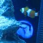 saltwater fish - paracanthurus hepatus - blue tang stocking in 55 gallons tank - tang's