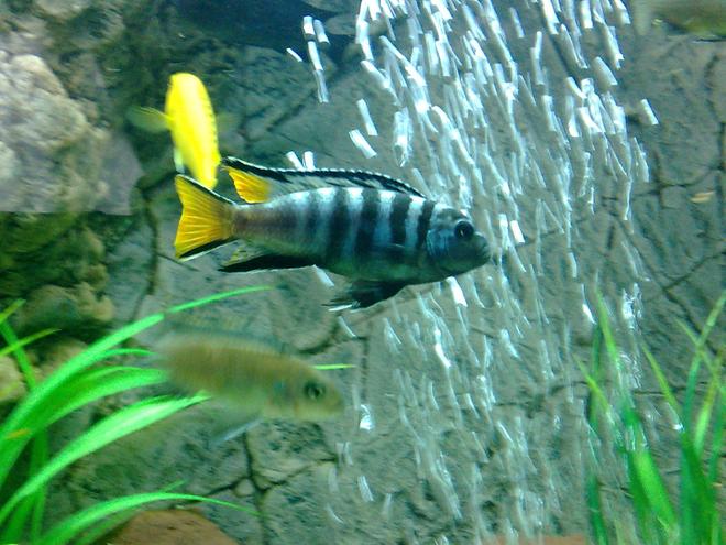 freshwater fish - pseudotropheus sp. - mpanga elongatus stocking in 105 gallons tank - Pseudotropheus elongatus mpanga