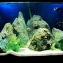 55 gallons freshwater fish tank (mostly fish and non-living decorations) - Corner tank..