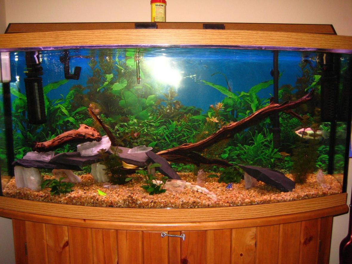 fish tank picture - Currently redoing tank. Got rid of all unnatural decorations and in the process of designing a set up of all real rocks/wood etc.