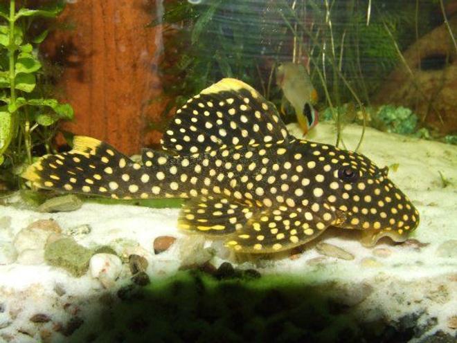 freshwater fish - baryancistrus sp. - gold nugget pleco (l-18) stocking in 47 gallons tank - My beloved baryancistrus