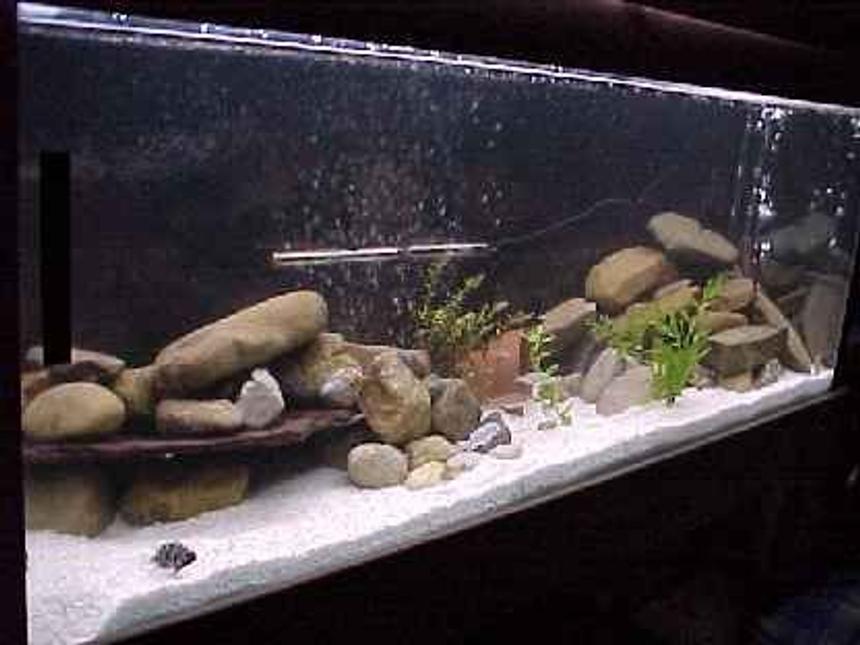 Rated #123: 450 Gallons Freshwater Fish Tank - MY NEW PROJECT