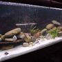 450 gallons freshwater fish tank (mostly fish and non-living decorations) - MY NEW PROJECT