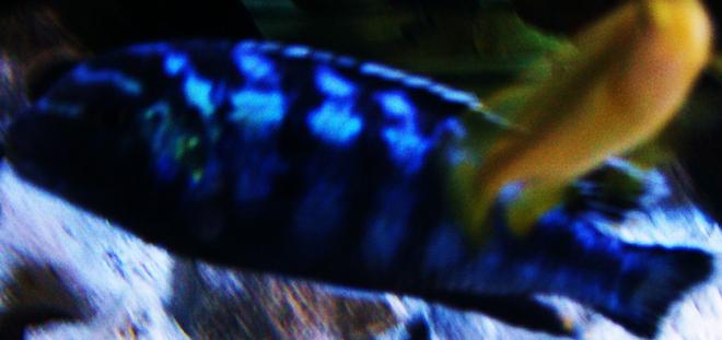 freshwater fish - pseudotropheus demasoni - demasoni cichlid stocking in 125 gallons tank - Demasoni