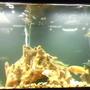 55 gallons freshwater fish tank (mostly fish and non-living decorations) - cichilds