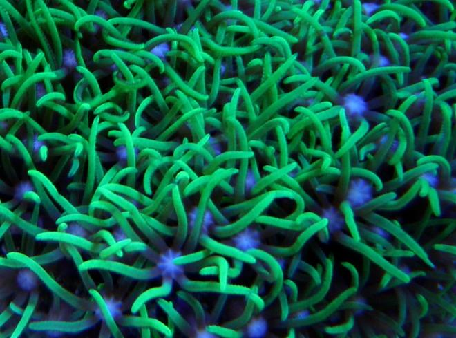 corals inverts - briareum sp. - starburst polyp stocking in 60 gallons tank - Green Star Polyps