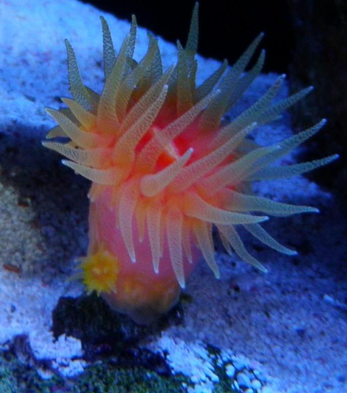 corals inverts - dendrophylliidae - dendrophyllia stocking in 60 gallons tank - Dendros