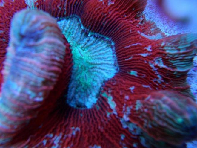 corals inverts - trachyphyllia geoffroyi - open brain coral stocking in 60 gallons tank - Open Red Rainbow Brain