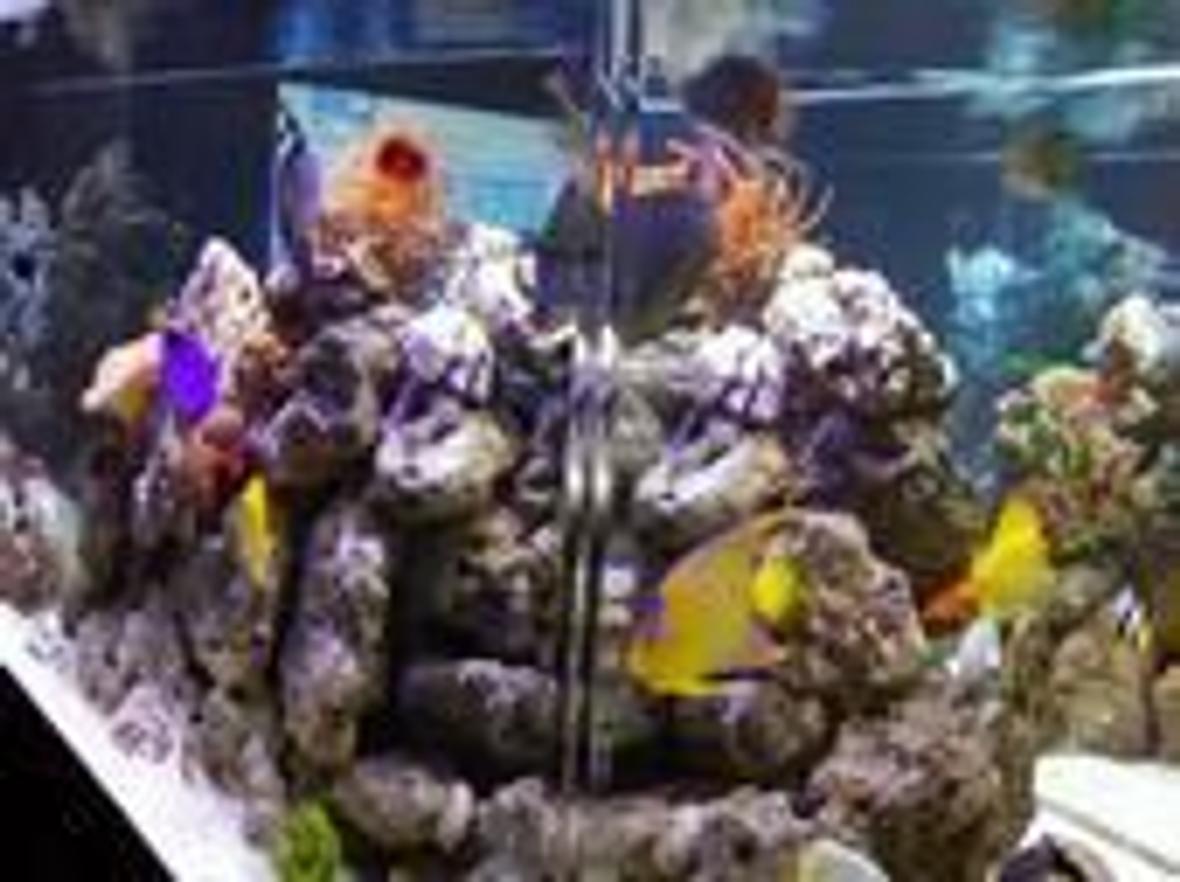 350 gallons saltwater fish tank (mostly fish, little/no live coral) - 350gal. sideview