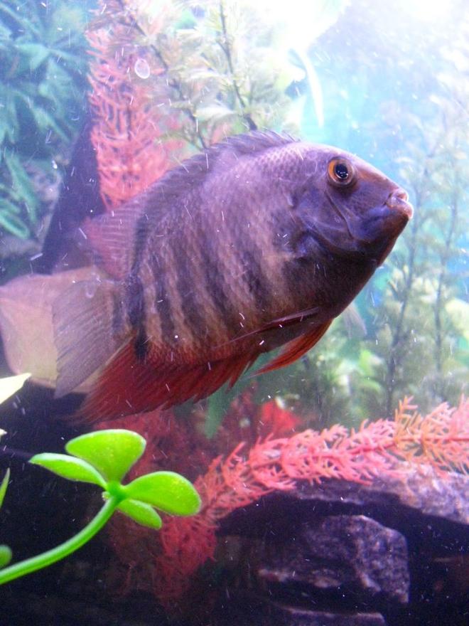 freshwater fish - heros serverus - green severum stocking in 55 gallons tank - This is my Green Severum.  She is about 4".  Severums are great community cichlid.  They are peaceful with other fish as long as they are large enough to not be eaten.