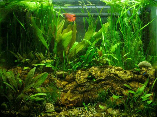 25 gallons planted tank (mostly live plants and fish)